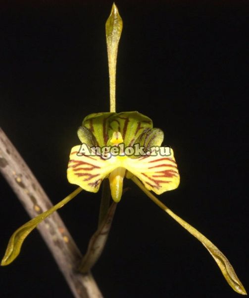 фото Оцеокладес спатулифера (Oeceoclades spathulifera) Тайвань от магазина магазина орхидей Ангелок
