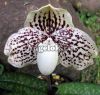 Пафиопедилум (Paph.leucochilum) Тайвань
