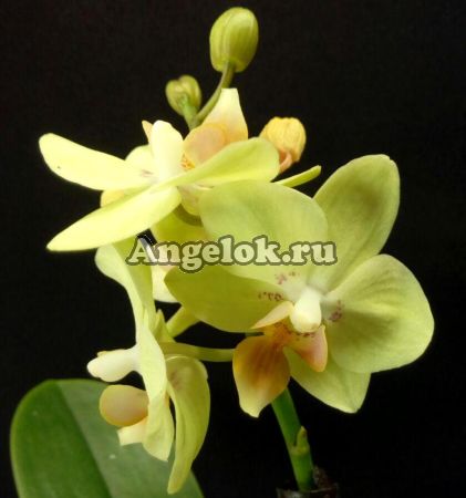 Фаленопсис мини (Phalaenopsis Sunhine)