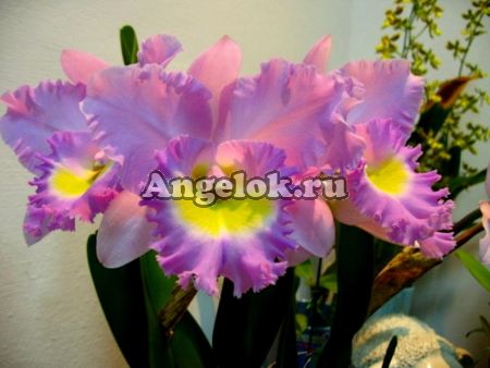 фото Каттлея (Rsc. Mormilani Jewel 'Chunfong' AM/AOS) Тайвань от магазина магазина орхидей Ангелок