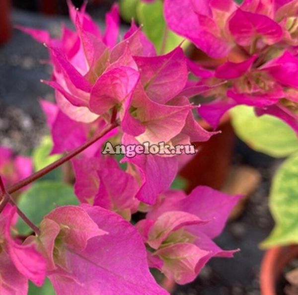 фото Бугенвиллия (Bougainvillea Double Pink) черенок от магазина магазина орхидей Ангелок