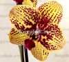 фото Фаленопсис Карин Алоха (Phalaenopsis Elegant Karin Aloha) от магазина магазина орхидей Ангелок