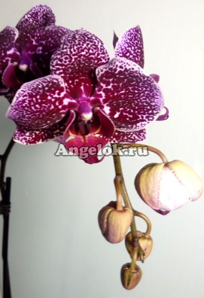 фото Фаленопсис (Phalaenopsis ) ph-90 от магазина магазина орхидей Ангелок