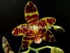фото Фаленопсис Девид Лим (Phalaenopsis David Lim) Тайвань от магазина магазина орхидей Ангелок