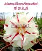 фото Адениум (Adenium obesum Future Star) от магазина магазина орхидей Ангелок