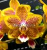 фото Фаленопсис (Phalaenopsis Miki Big Wave) Тайвань от магазина магазина орхидей Ангелок