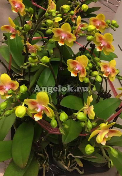 фото Фаленопсис пелорик (P.Brother Sara Gold x Chiada Spark"ES") Тайвань от магазина магазина орхидей Ангелок