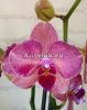 фото Фаленопсис (Phalaenopsis ) ph-85 от магазина магазина орхидей Ангелок