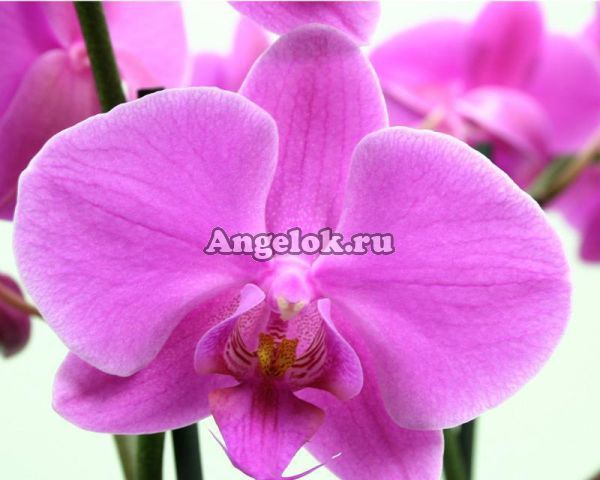 фото Фаленопсис Пасадена (Phalaenopsis Pasadena) от магазина магазина орхидей Ангелок