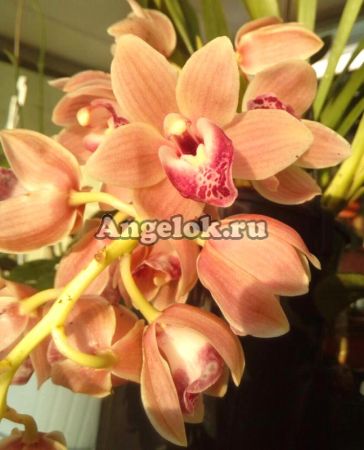 фото Цимбидиум (Cymbidium) Peach Cascade от магазина магазина орхидей Ангелок