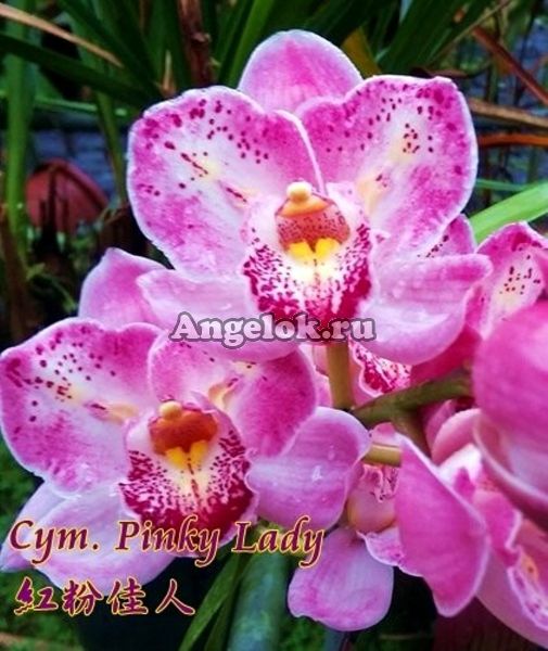 фото Цимбидиум (Cym. Pinky Lady) Тайвань от магазина магазина орхидей Ангелок