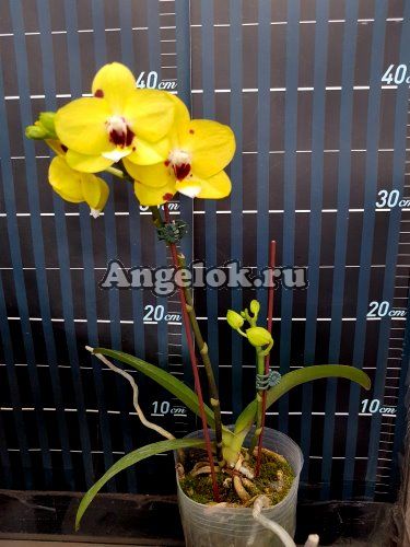 фото Фаленопсис (P.Lioulin Moon) Тайвань от магазина магазина орхидей Ангелок