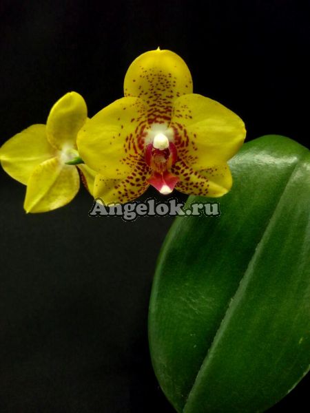 фото Фаленопсис (Phalaenopsis Ark's Kaiulani) Тайвань от магазина магазина орхидей Ангелок