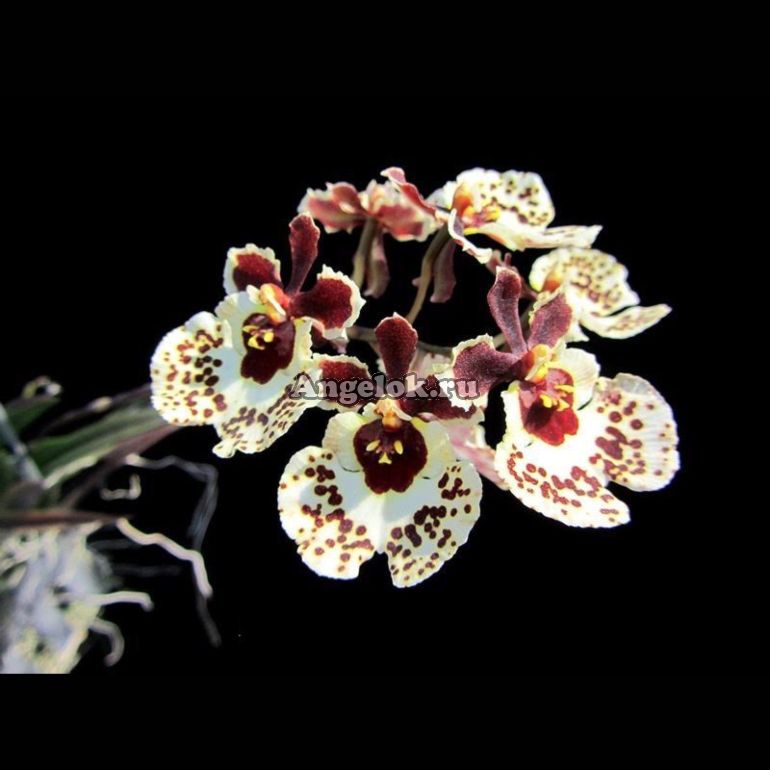 Толумния (Tolumnia Mocha Dot) Каталог орхидей - фаленопсисов, каттлей, ванд, дендробиумов со всего мира от интернет магазина Ангелок