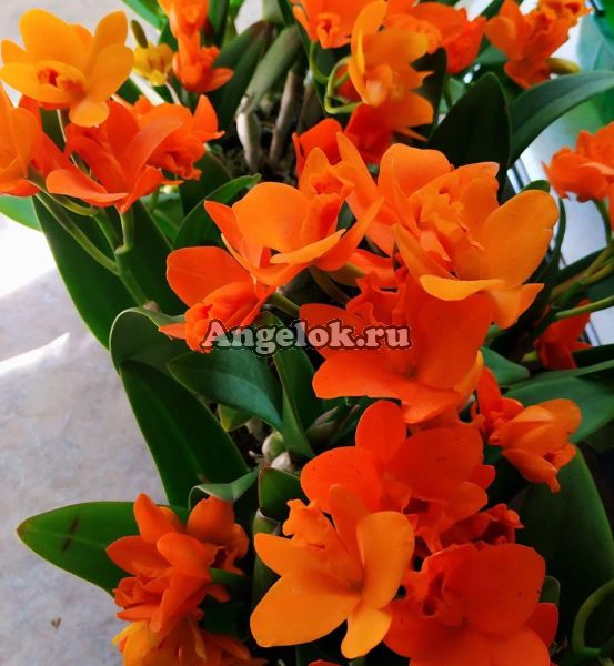 фото Каттлея (Blc.Young-Min Orange'Golden Satisfaction') Тайвань от магазина магазина орхидей Ангелок