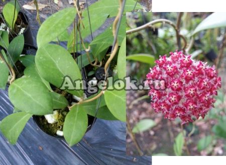 фото Хойя Миндоренсис (Hoya mindorensis 'Purple Star') черенок от магазина магазина орхидей Ангелок