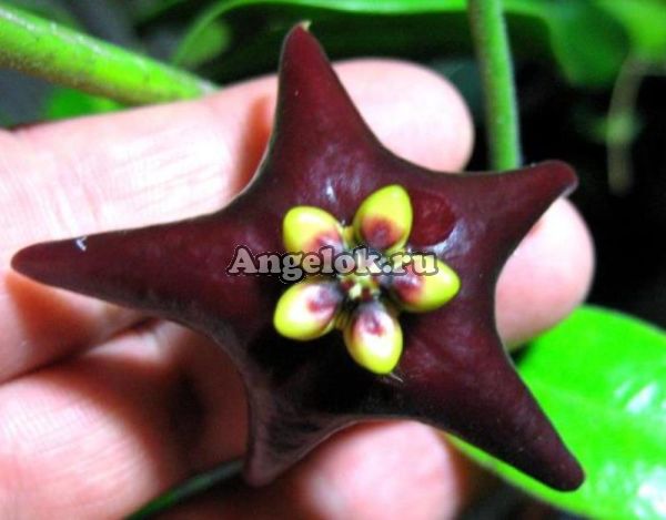 фото Хойя цилиата (Hoya Ciliata) черенок от магазина магазина орхидей Ангелок