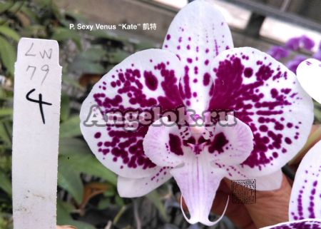 фото Фаленопсис Биг Лип (P. Sexy Venus Kate) Тайвань от магазина магазина орхидей Ангелок
