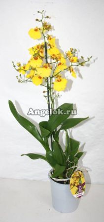 фото Онцидиум (Oncidium Sweet Sugar) от магазина магазина орхидей Ангелок