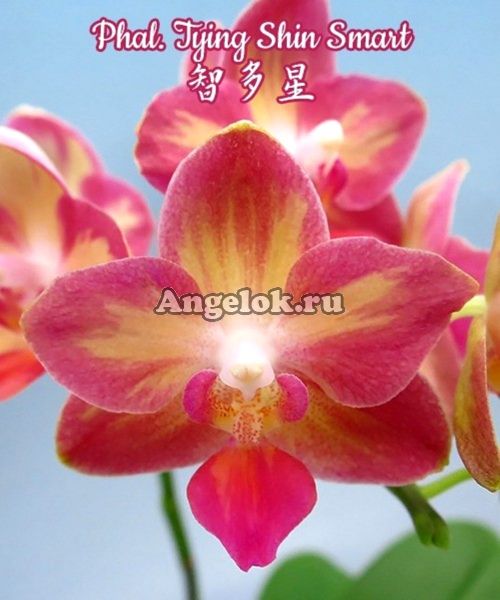 фото Фаленопсис (Phalaenopsis Tying Shin Smart) Тайвань от магазина магазина орхидей Ангелок