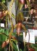 фото Пафиопедилум (Paph.Prince Edward of York) Тайвань от магазина магазина орхидей Ангелок