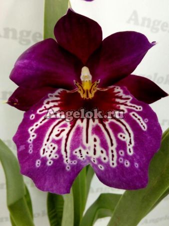 фото Мильтония (Miltonia Newton Falls) от магазина магазина орхидей Ангелок
