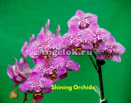 Фаленопсис (Phalaenopsis Horng Piin Rainbow) Тайвань