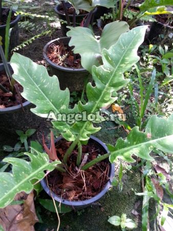 фото Филодендрон (Philodendron De Breteuil MM11) от магазина магазина орхидей Ангелок