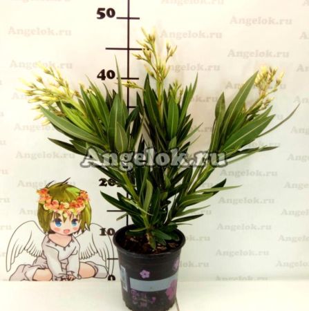 фото Олеандр (Nerium) белый от магазина магазина орхидей Ангелок