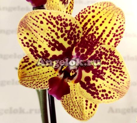 фото Фаленопсис Карин Алоха (Phalaenopsis Elegant Karin Aloha) от магазина магазина орхидей Ангелок