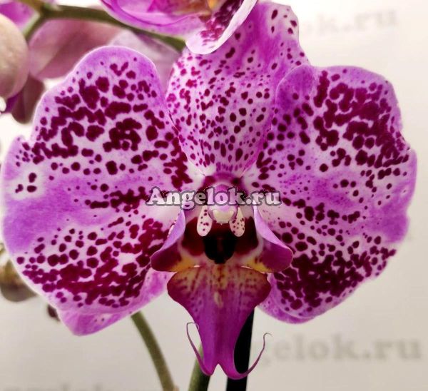 фото Фаленопсис Анна (Phalaenopsis Anna) от магазина магазина орхидей Ангелок