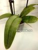 фото Фаленопсис Стюарта (Phalaenopsis stuartiana) от магазина магазина орхидей Ангелок