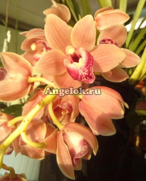 фото Цимбидиум (Cymbidium) Peach Cascade от магазина магазина орхидей Ангелок