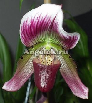 фото Пафиопедилум мозолистый (Paph. callosum) от магазина магазина орхидей Ангелок