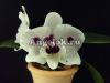 фото Фаленопсис (Phalaenopsis Brazil '64390') от магазина магазина орхидей Ангелок