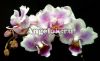 фото Фаленопсис бабочка (Phalaenopsis Amsterdam) пелорик от магазина магазина орхидей Ангелок
