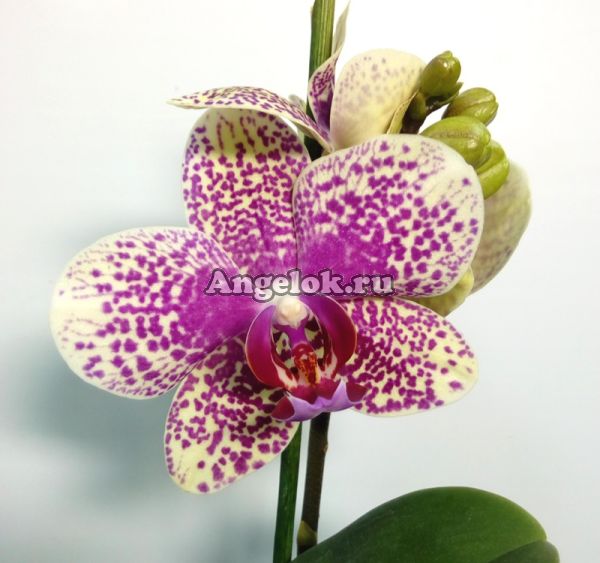 фото Фаленопсис (Phalaenopsis ) ph-96 от магазина магазина орхидей Ангелок