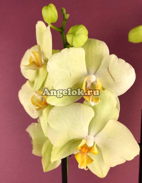фото Фаленопсис Золотой Ягуар (Phalaenopsis Golden Jaguar) от магазина магазина орхидей Ангелок