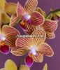 фото Фаленопсис (Phalaenopsis Goldstaff) от магазина магазина орхидей Ангелок
