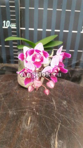 фото Фаленопсис (P.Be Tris peloric) Тайвань от магазина магазина орхидей Ангелок