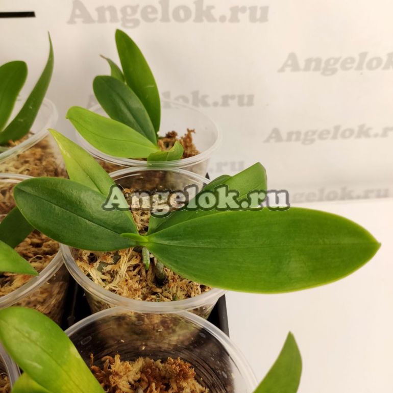 Фаленопсис гибрид детка (Phal. Bronze Maiden х Phal. zebrina) 