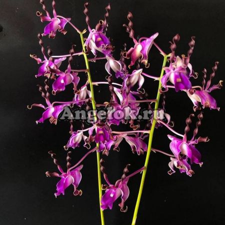 фото Дендробиум Лазиантера (Dendrobium lasianthera) от магазина магазина орхидей Ангелок