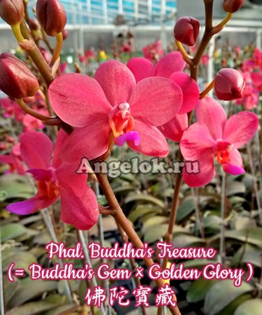 фото Фаленопсис Сокровище Будды (Phalaenopsis Buddha's Treasure) молодое от магазина магазина орхидей Ангелок