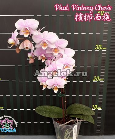 фото Фаленопсис (Phalaenopsis Pinlong Cheris) Тайвань от магазина магазина орхидей Ангелок