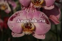Фаленопсис (Phalaenopsis ) ph-54