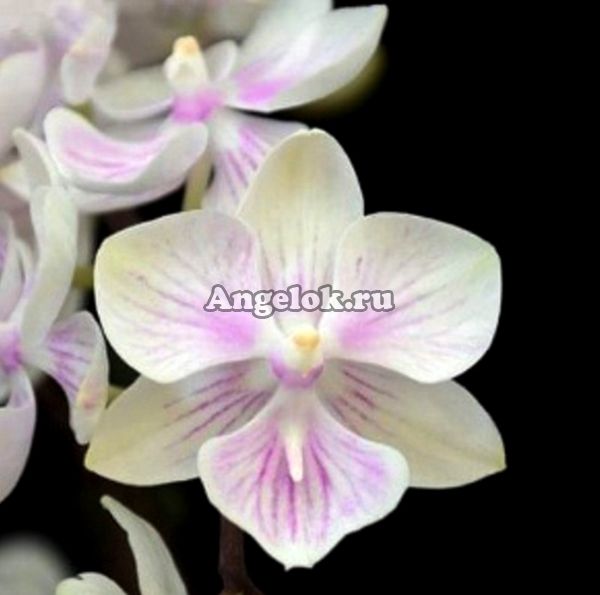 фото Фаленопсис Биг Лип (Phalaenopsis (amabilis x Yu pin Fire Works)’1187’) Тайвань от магазина магазина орхидей Ангелок