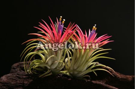 фото Тилландсия фиалкоцветковая (Tillandsia Ionantha) от магазина магазина орхидей Ангелок