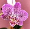 Фаленопсис (Phalaenopsis Shyang Fa Pink Pearl)