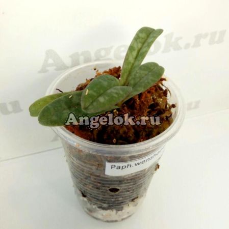 фото Пафиопедилум (Paph.wenshanense) детка от магазина магазина орхидей Ангелок