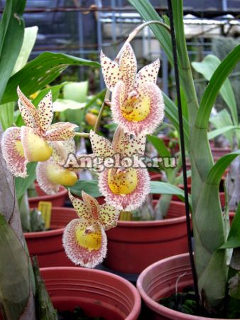 фото Катасандра (Catasandra Jumbo Express) от магазина магазина орхидей Ангелок